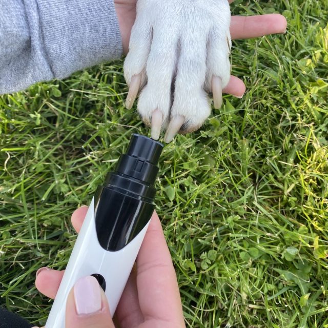 dog nail clippers painless